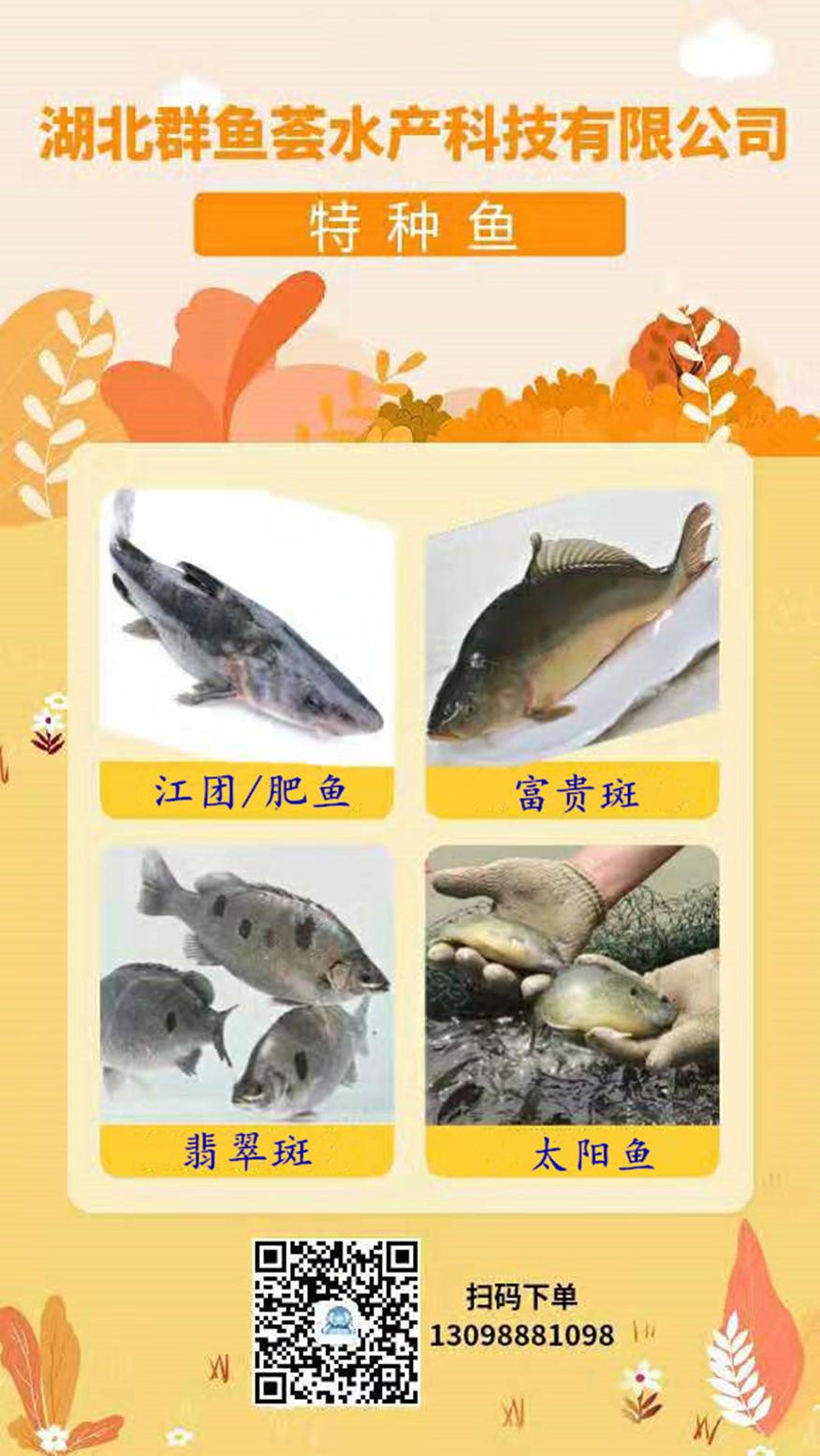 群鱼荟特种鱼的营养价值和功效 知乎