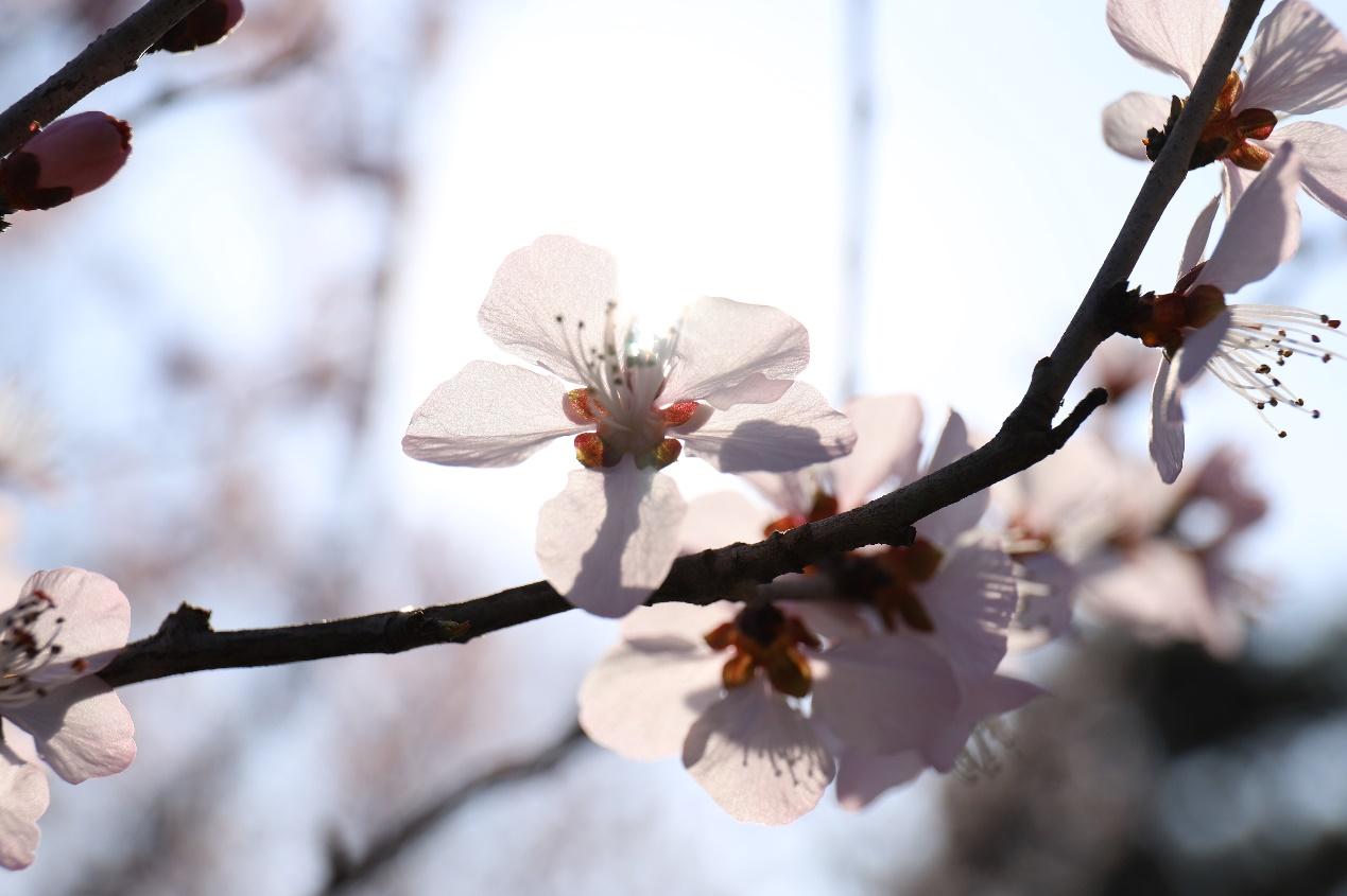 你所期待的春天是什么样子