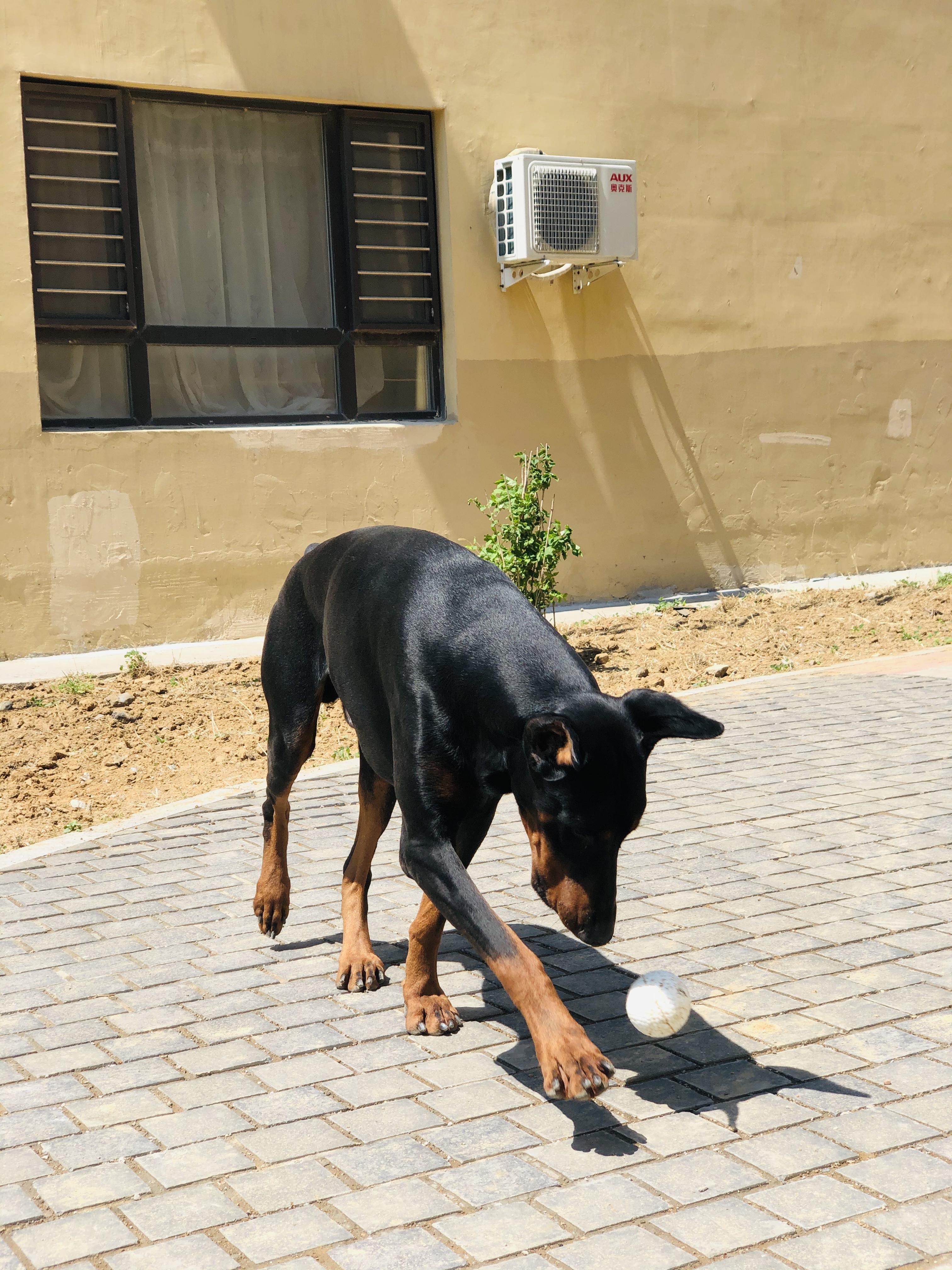 狗狗都在玩的小白球大赏