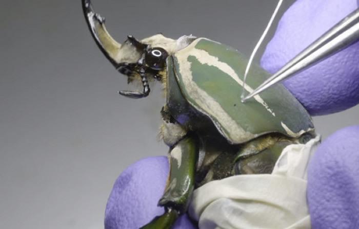 甲虫无人机图片