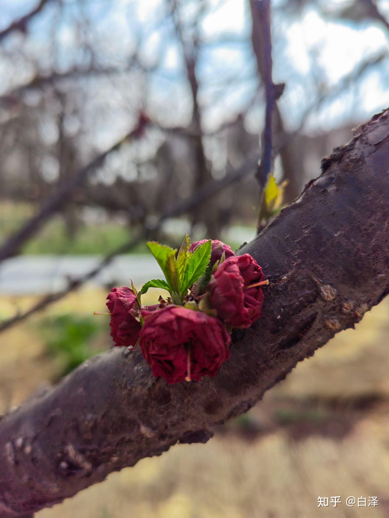 植物10-重瓣榆叶梅