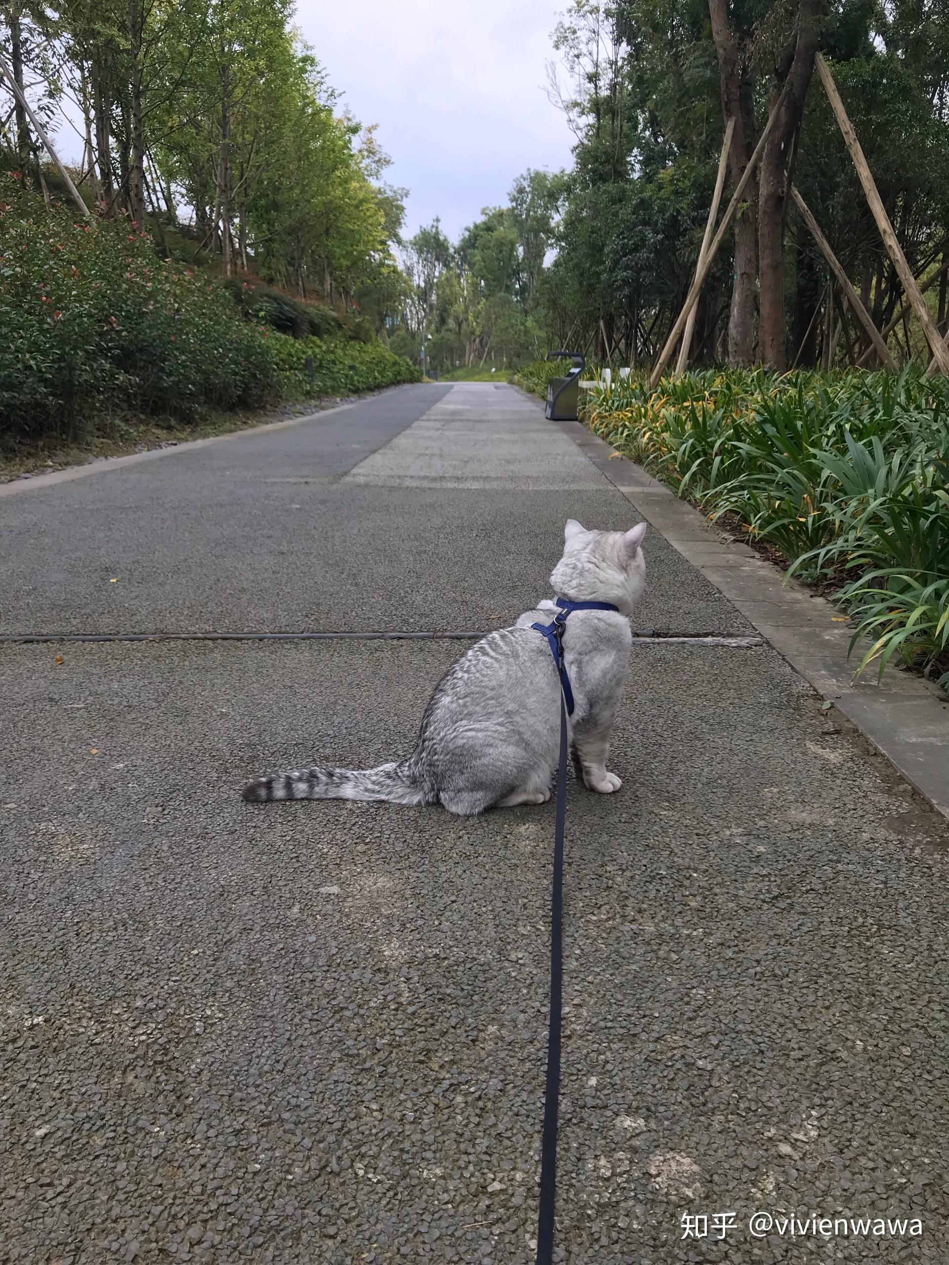 路遇一只猫的秘密花园|摄影|动物|xiaoxiaomm007 - 原创作品 - 站酷 (ZCOOL)