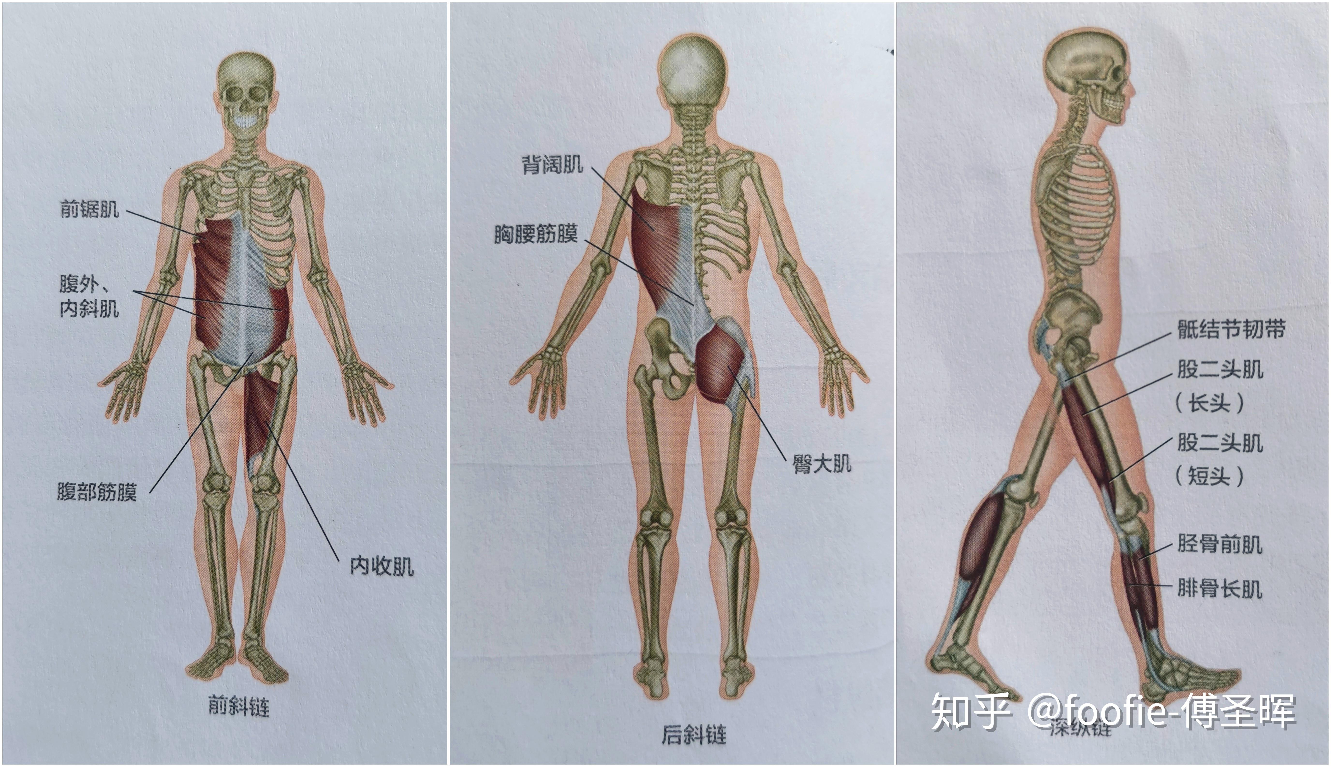 深层髋外旋肌群图片