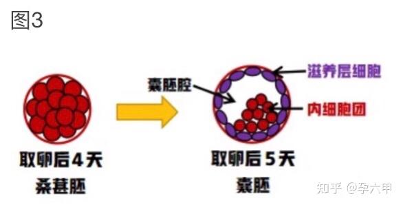 囊胚解析 - 知乎