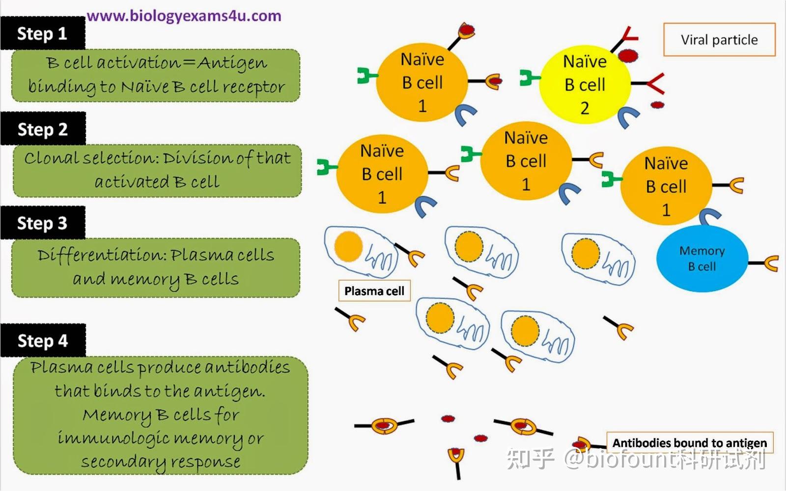 體液免疫反應:所涉及步驟的定義和總結 - 知乎