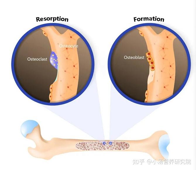 关于骨骼健康:除了钙和维生素D,这些知识你知道吗 - 知乎