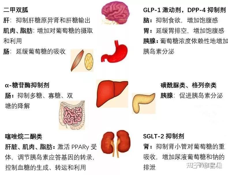 非胰岛素类降糖药的作用机制和靶器官02临床疗效和安全性监测01常用的