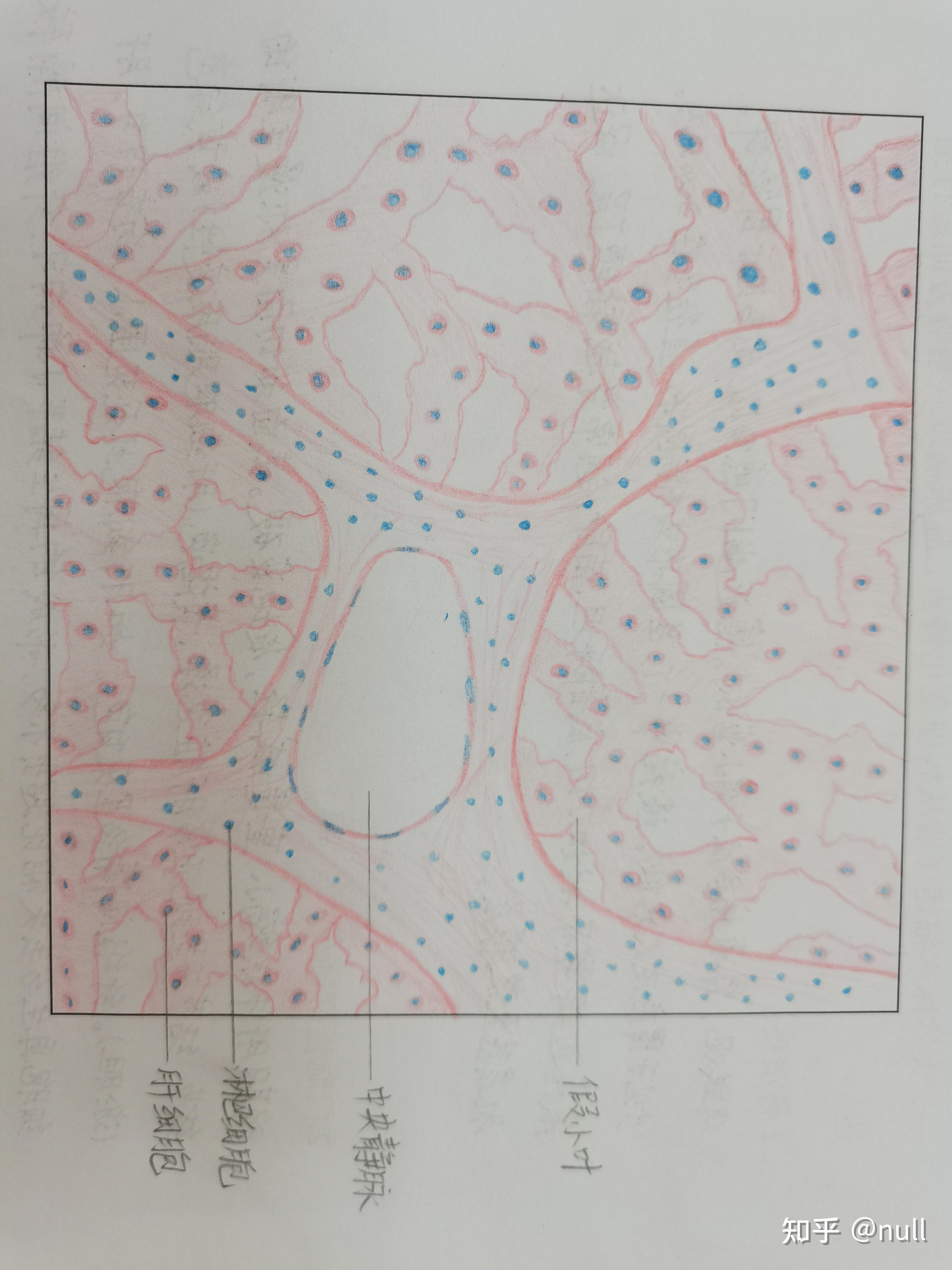 肝硬化肺结核组胚红蓝铅笔绘图108 赞同 · 0 评论文章附一个红蓝铅笔