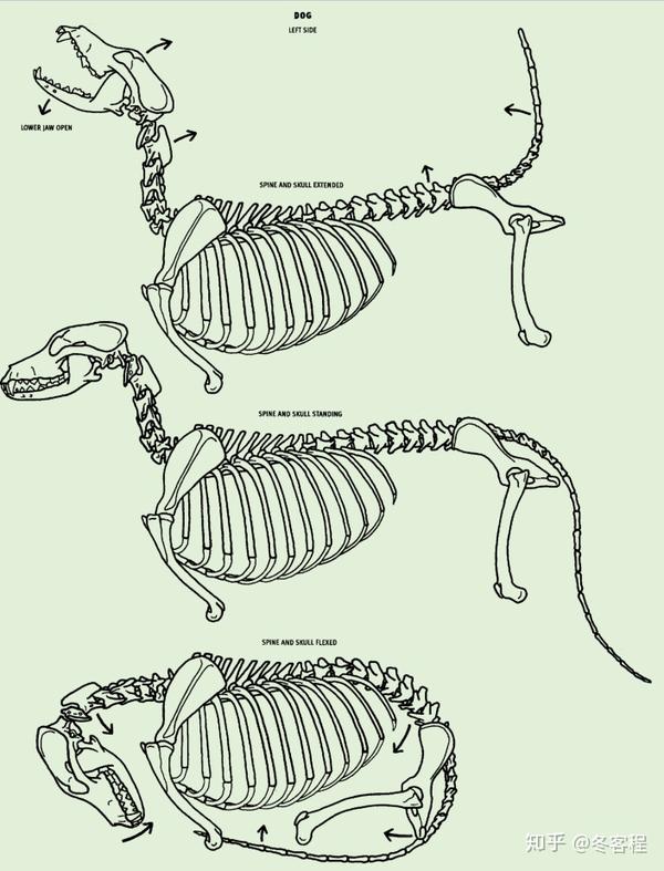 动物骨骼关节和运动