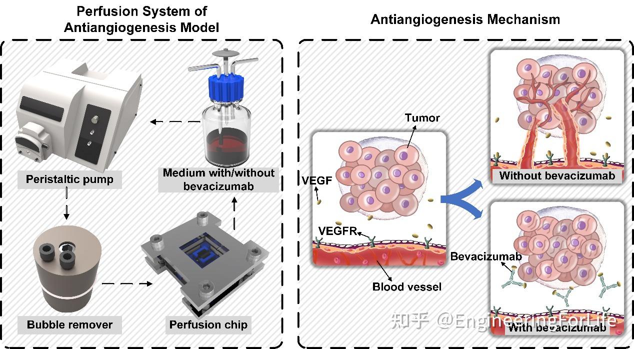 浙江大学贺永团队:同轴生物3D打印构建可灌注血管芯片 - 知乎
