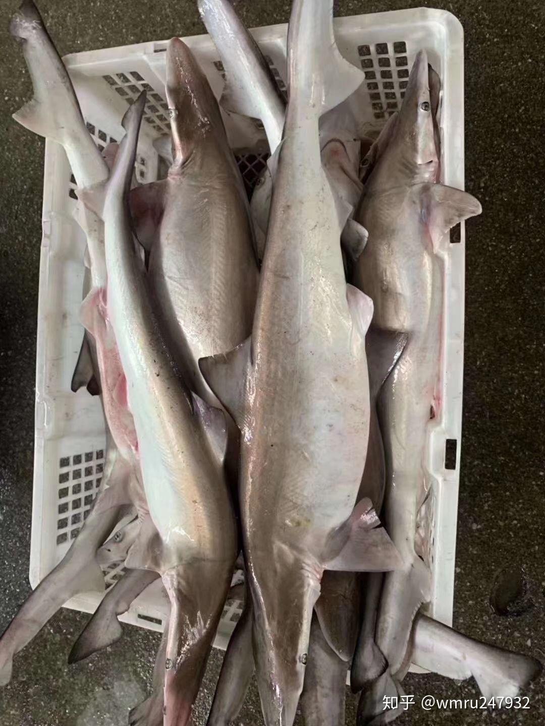 野生海鲜东山岛小白鲨鱼做鱼汤鱼粥红烧干煎