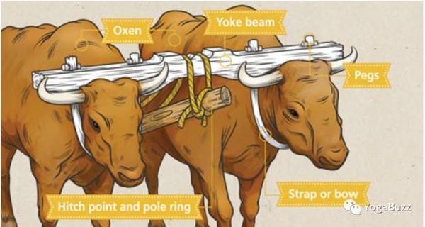 瑜伽八支与八支瑜伽 上 Eight Limbs Of Yoga And Ashtanga P1 知乎