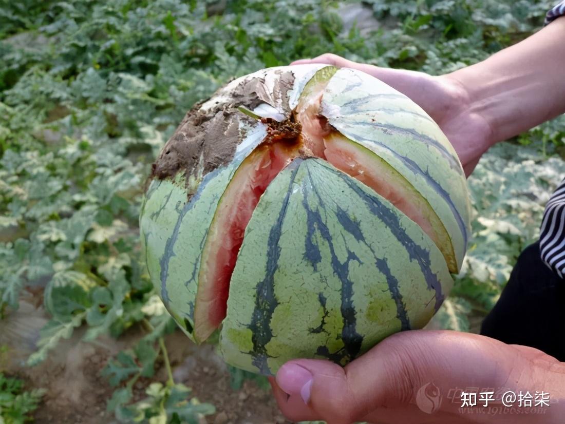 西瓜裂果怎么办?赶紧补充这个