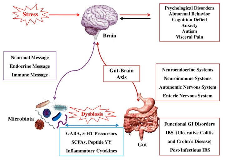 the-second-brain-our-enteric-nervous-system-life-with-no