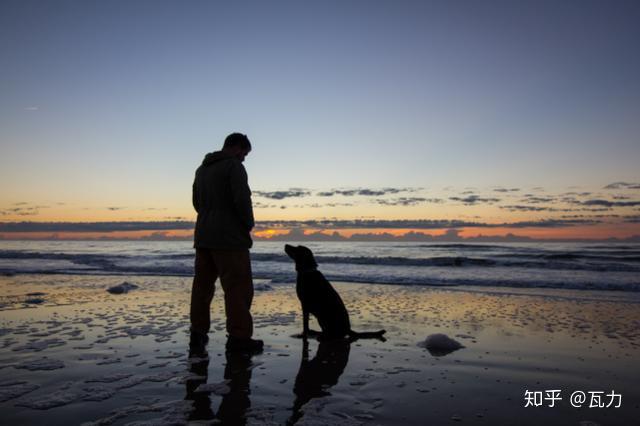 一个人和一条狗 一场踩着生命线的大冒险 一条穿透灵魂的救赎路