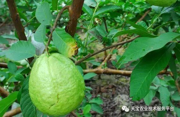 番石榴常见病害大汇总