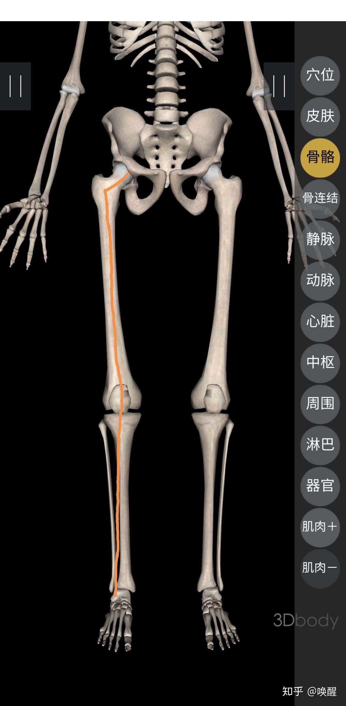 正常人腿骨架图片图片
