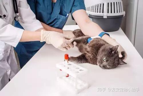 狗有13种血型、猫3种血型!揭秘血液中的那些事 - 知乎