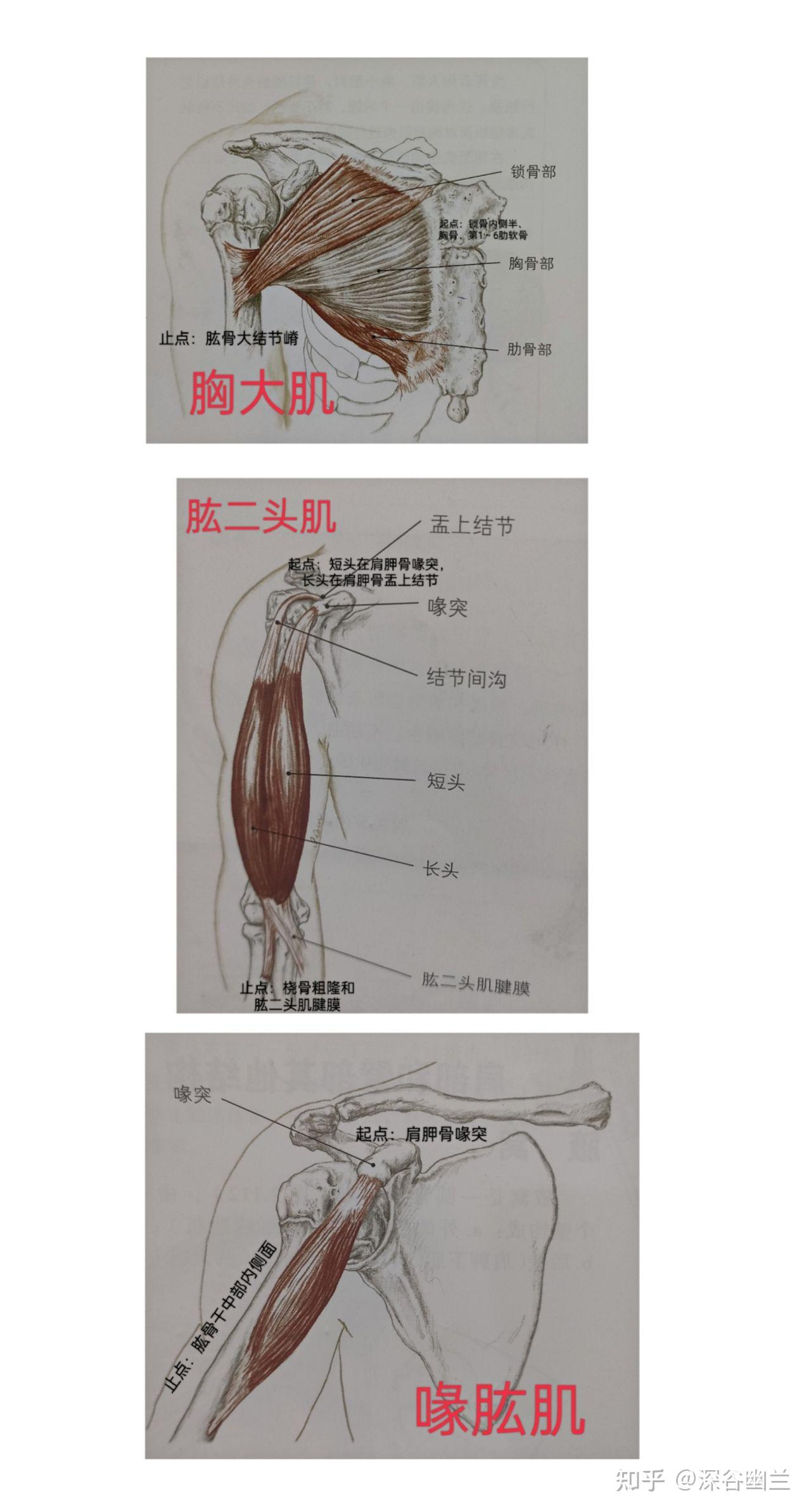肩胛骨的喙突上,附着着胸大肌,喙肱肌,肱二头肌,在调理时,这些肌肉也