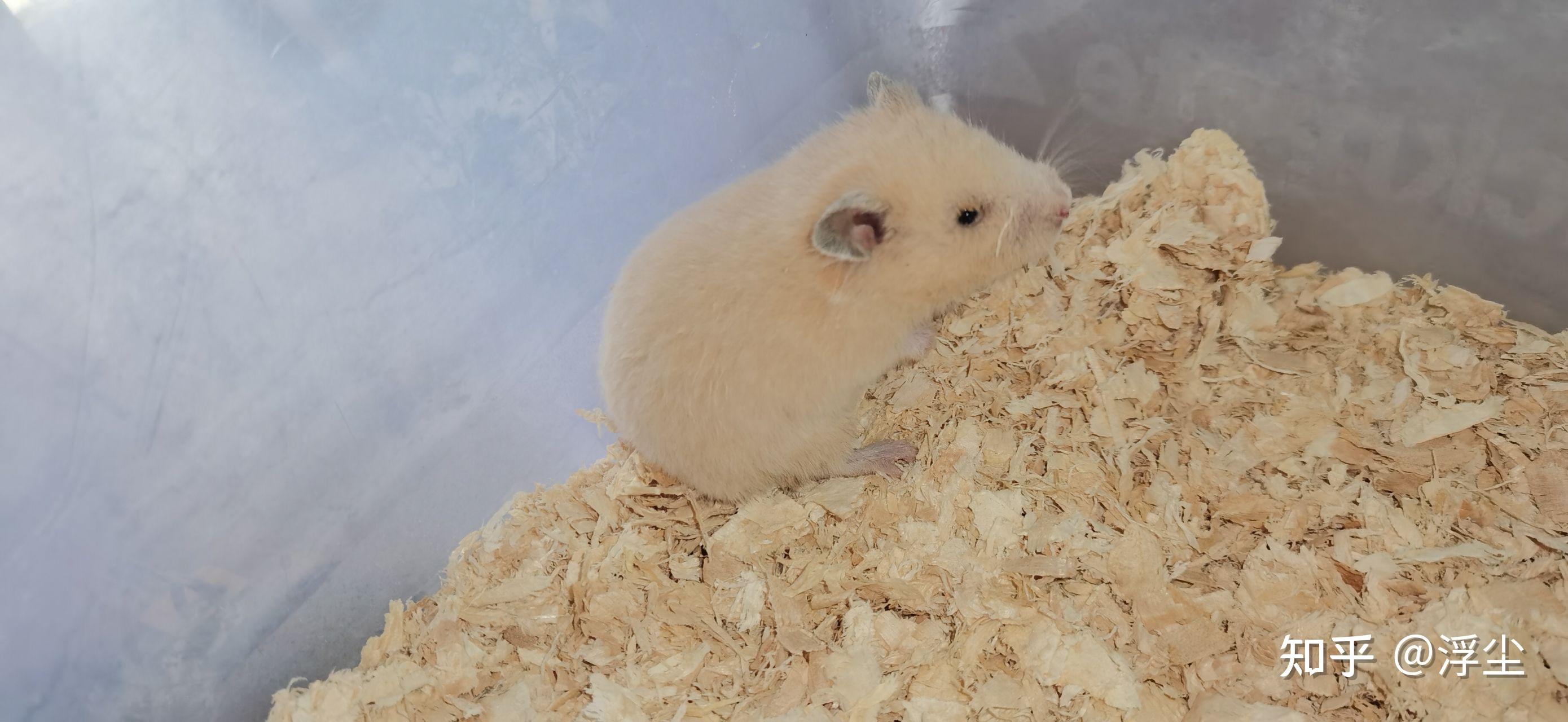 米熊尾巴湿眼睛睁不开