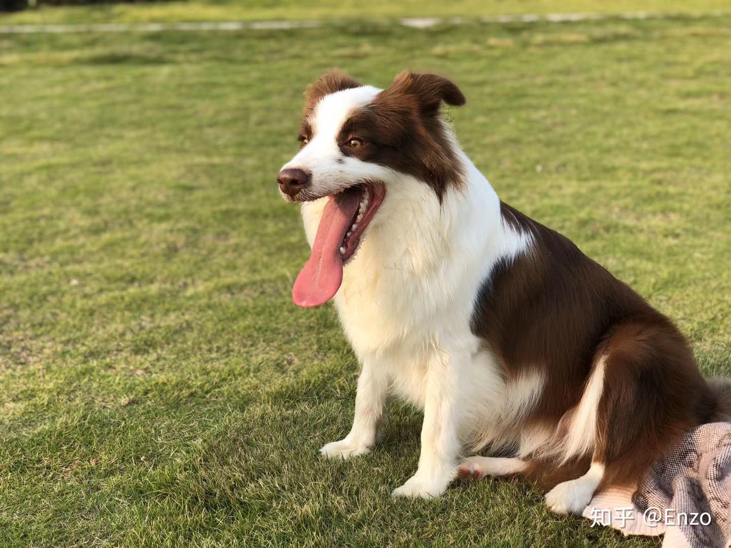说说边境牧羊犬有多聪明?