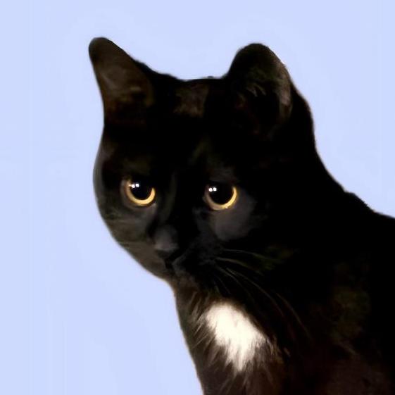 英语猫