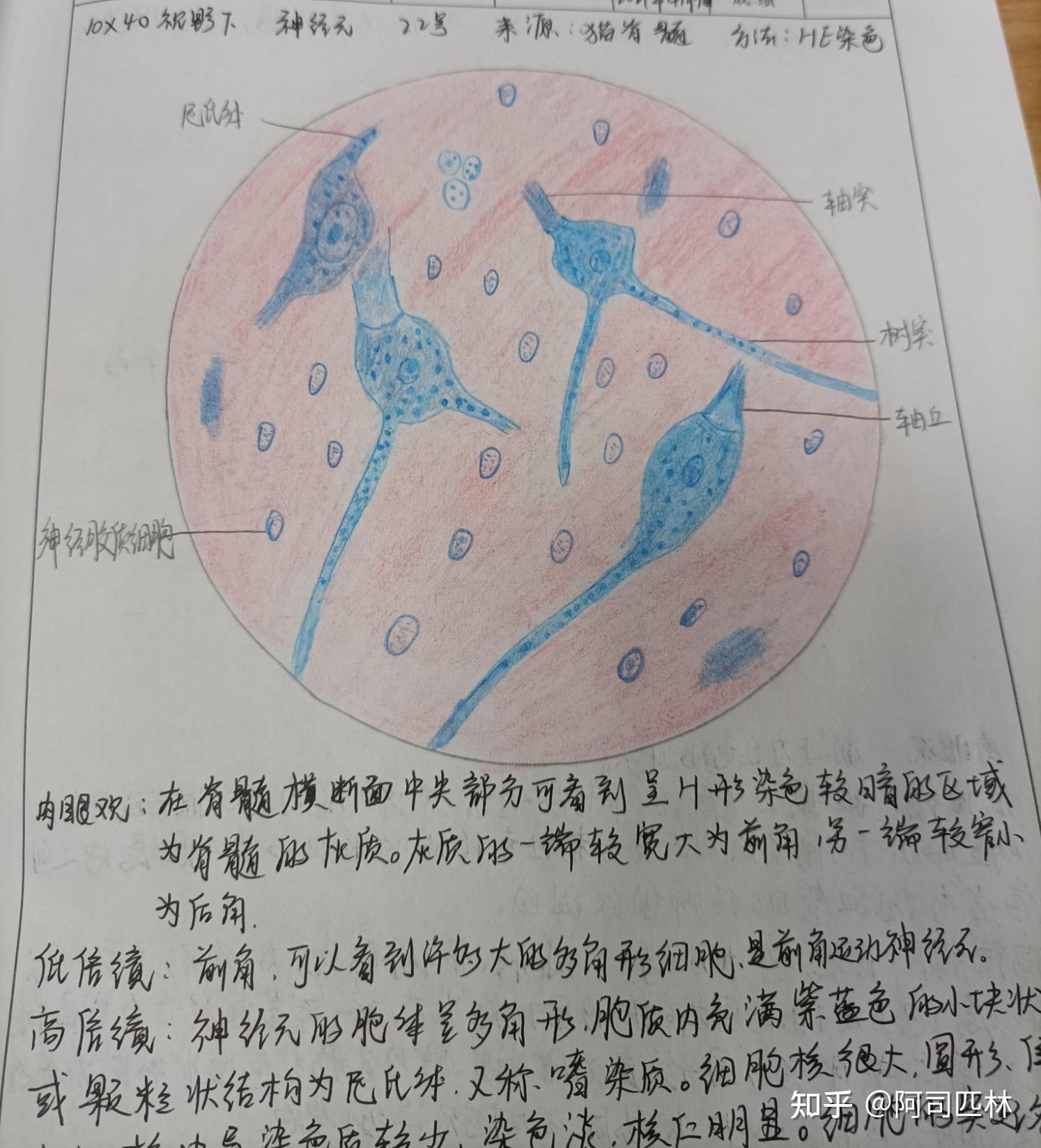 组胚实验报告册