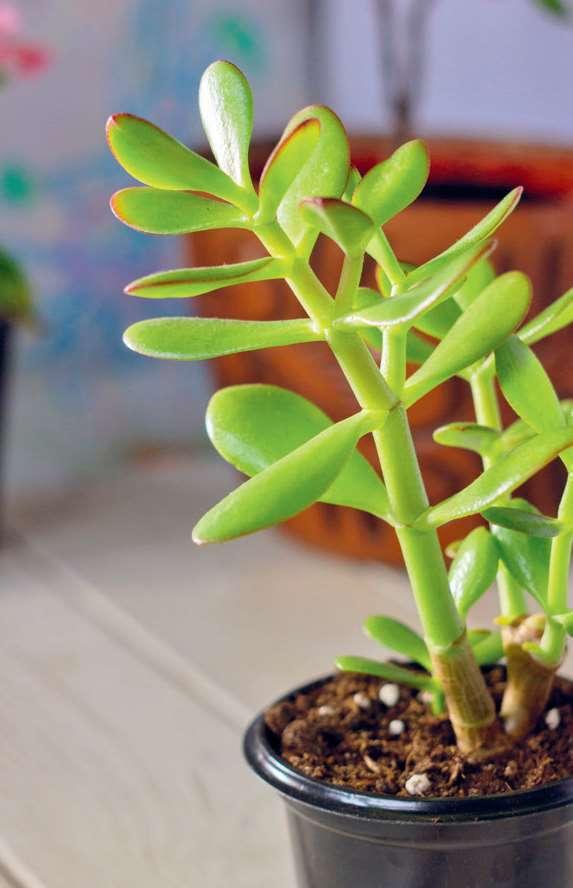 了解光照 - 绿植这么养就对了——新手也能驾驭的 50 种爆火室内植物