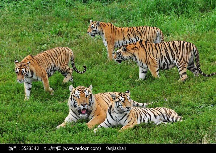 五只老虎进入区块链 中国怎么办