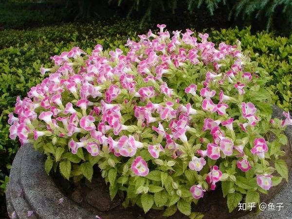 夏日花卉推荐:夏堇的鉴赏与栽培养护 - 知乎