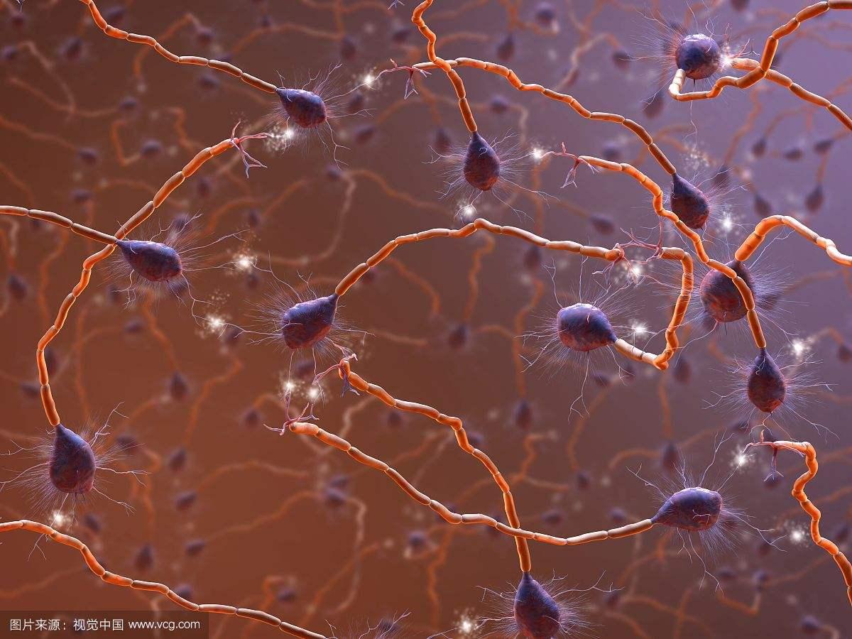 神經元細胞:說明,神經元分類,細胞結構,組成結構,樹突,軸突,_中文百科全書