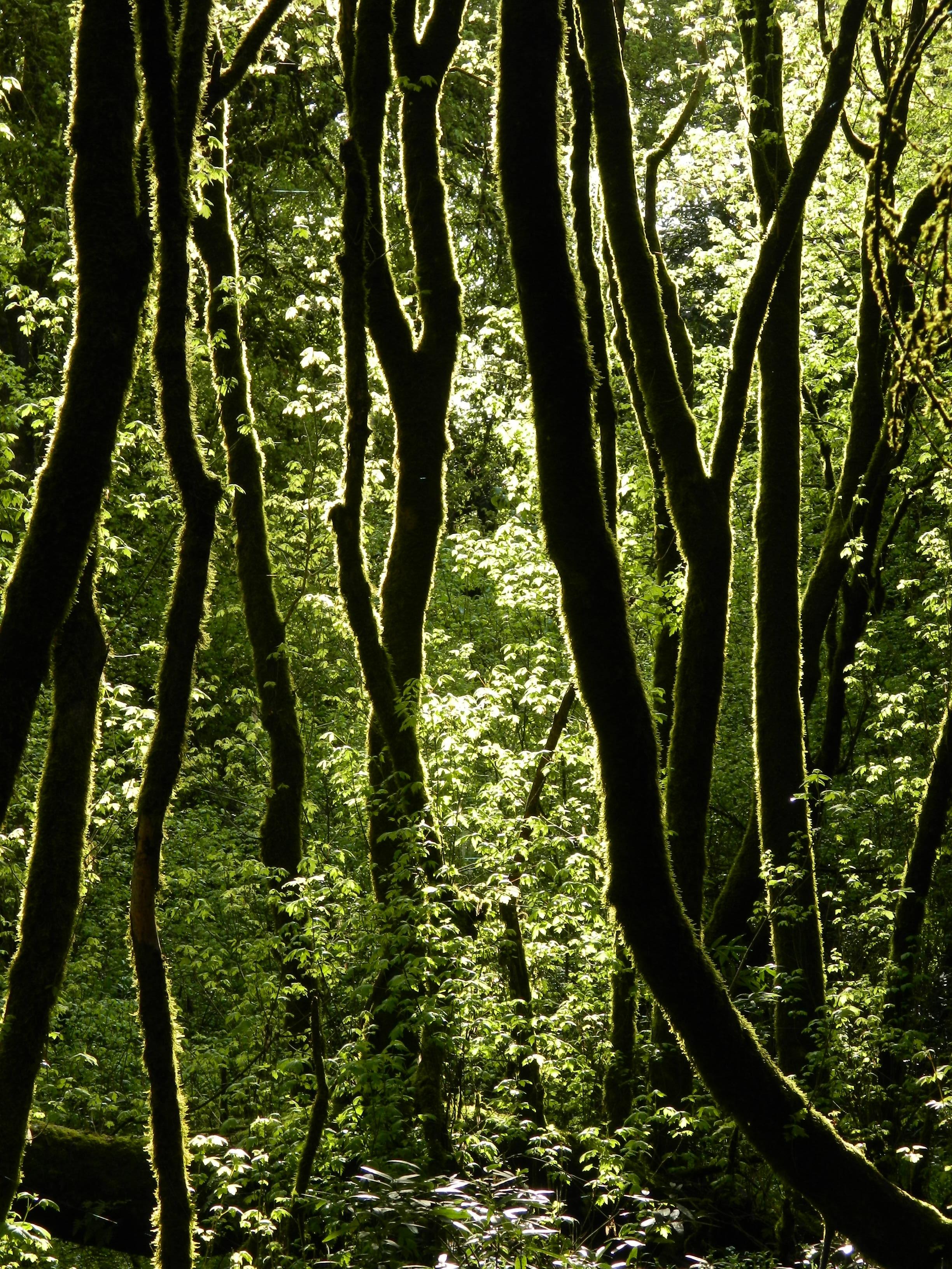  kaggle random forest eda 