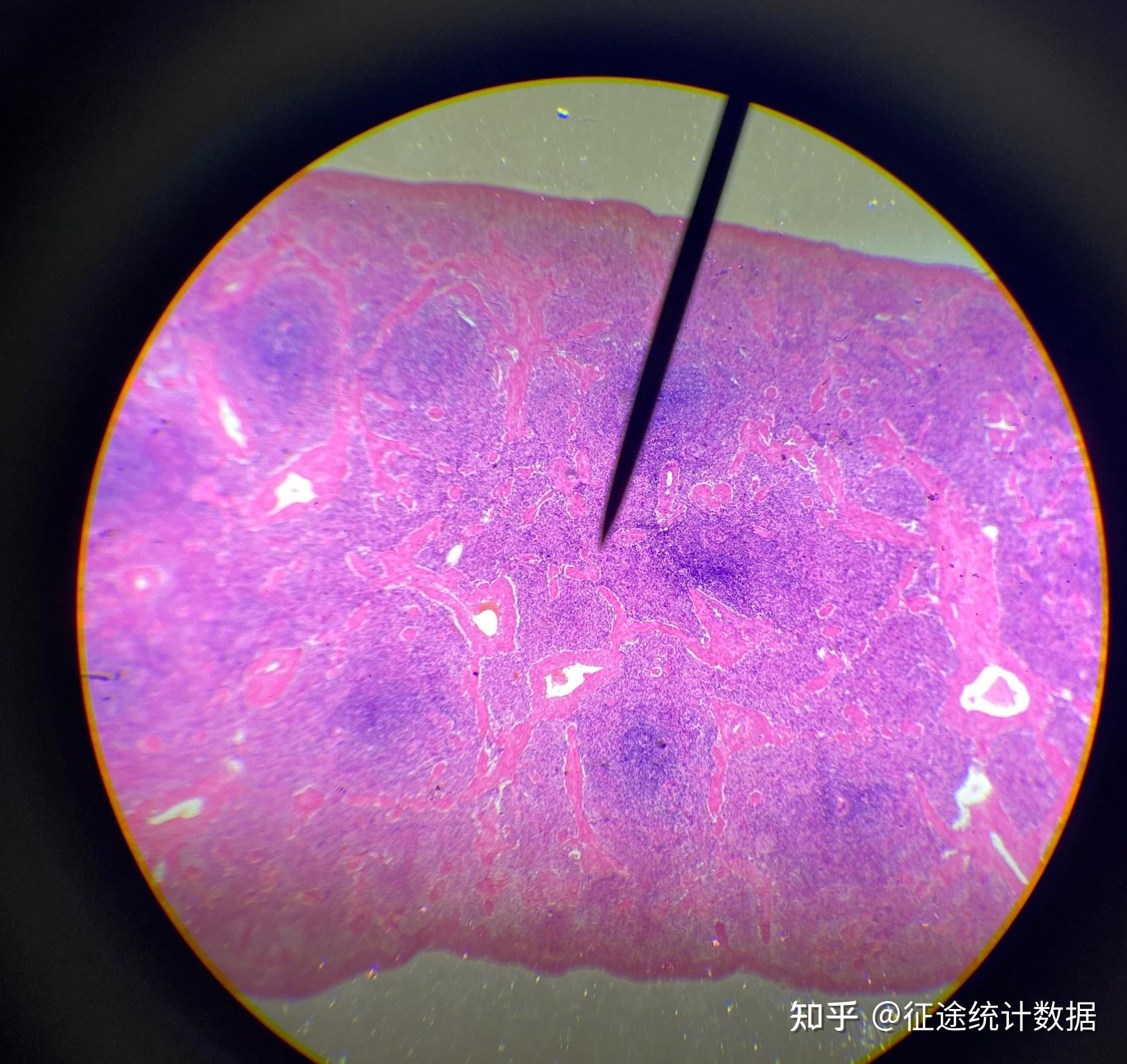 组胚循环系统与免疫系统标本