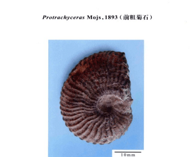 头足纲小传11迷途之家齿菊石目