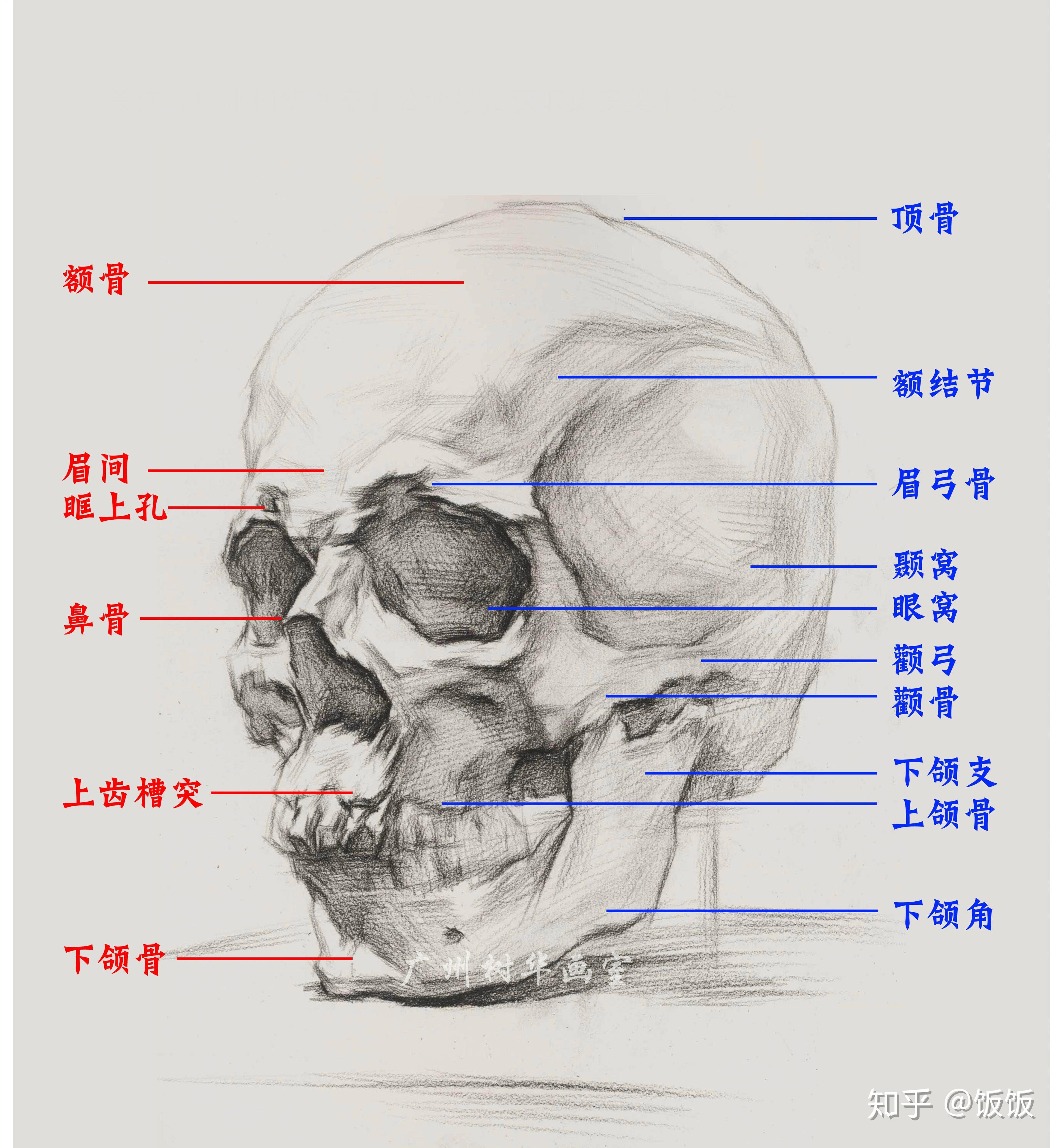 人体头部剖面图片素材-编号07820248-图行天下