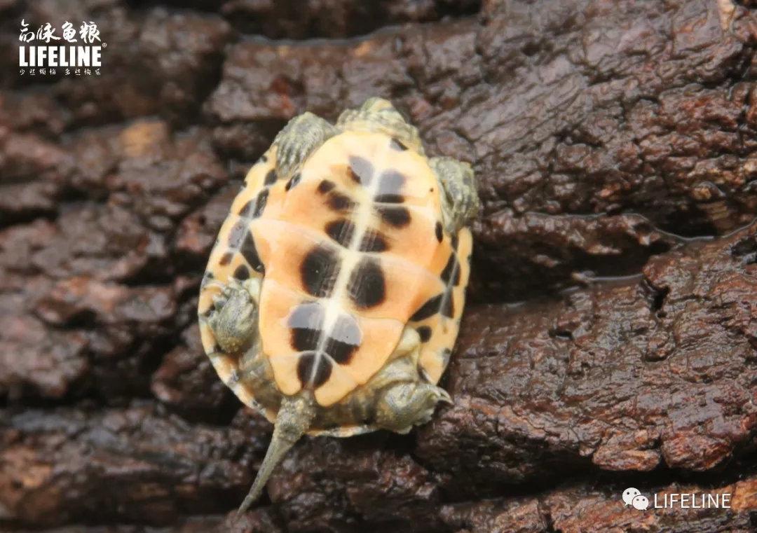 墨龟墨染的风采国龟里的万能龟公