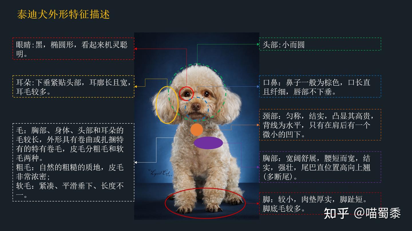 贵宾和泰迪傻傻分不清楚?请记住贵宾是犬种,而泰迪只是贵宾的被毛修剪方式 - 知乎