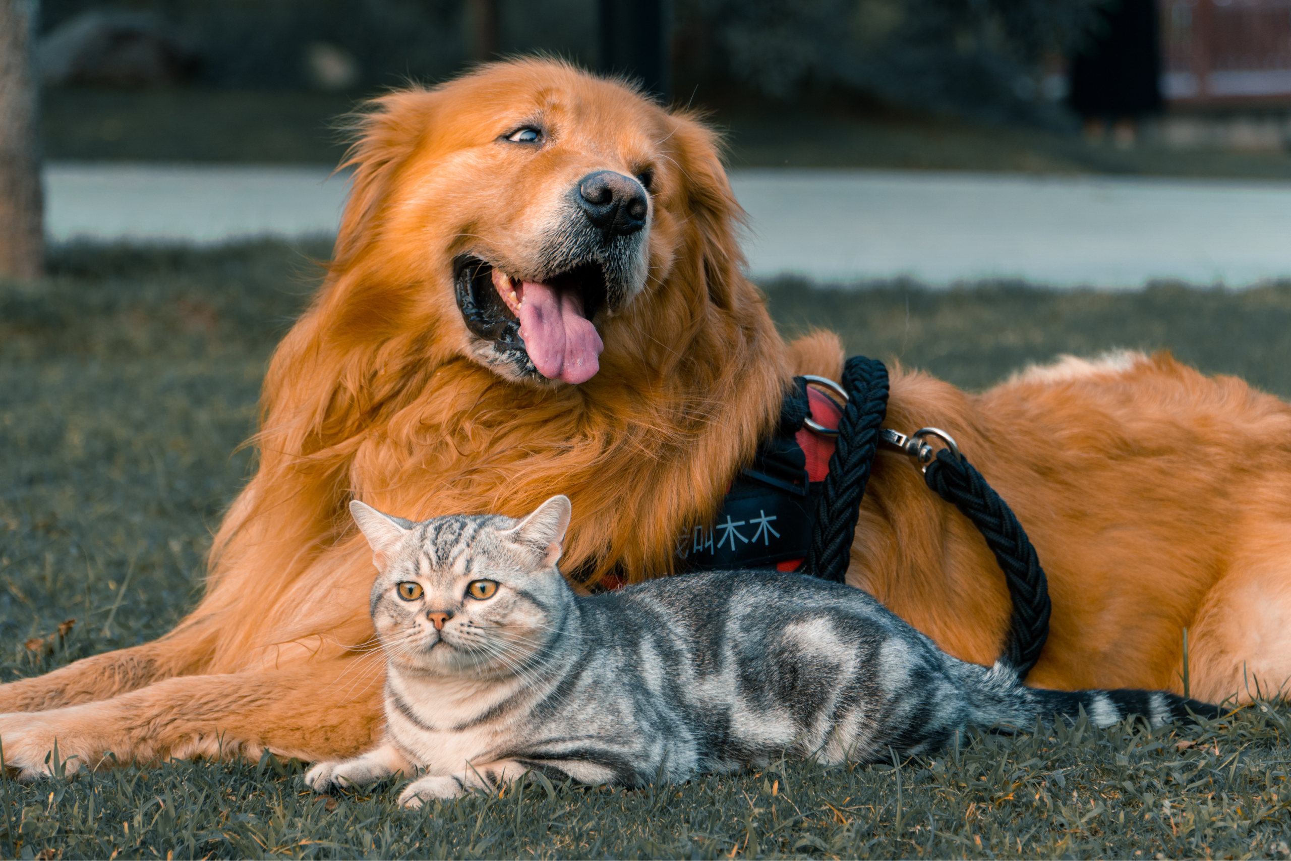 舔狗见得多了,舔猫见过么?