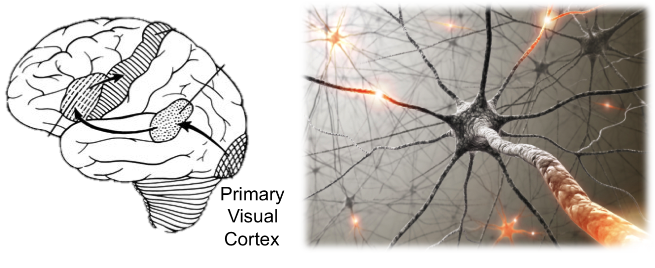 invariant visual representation by single neurons in the human brain