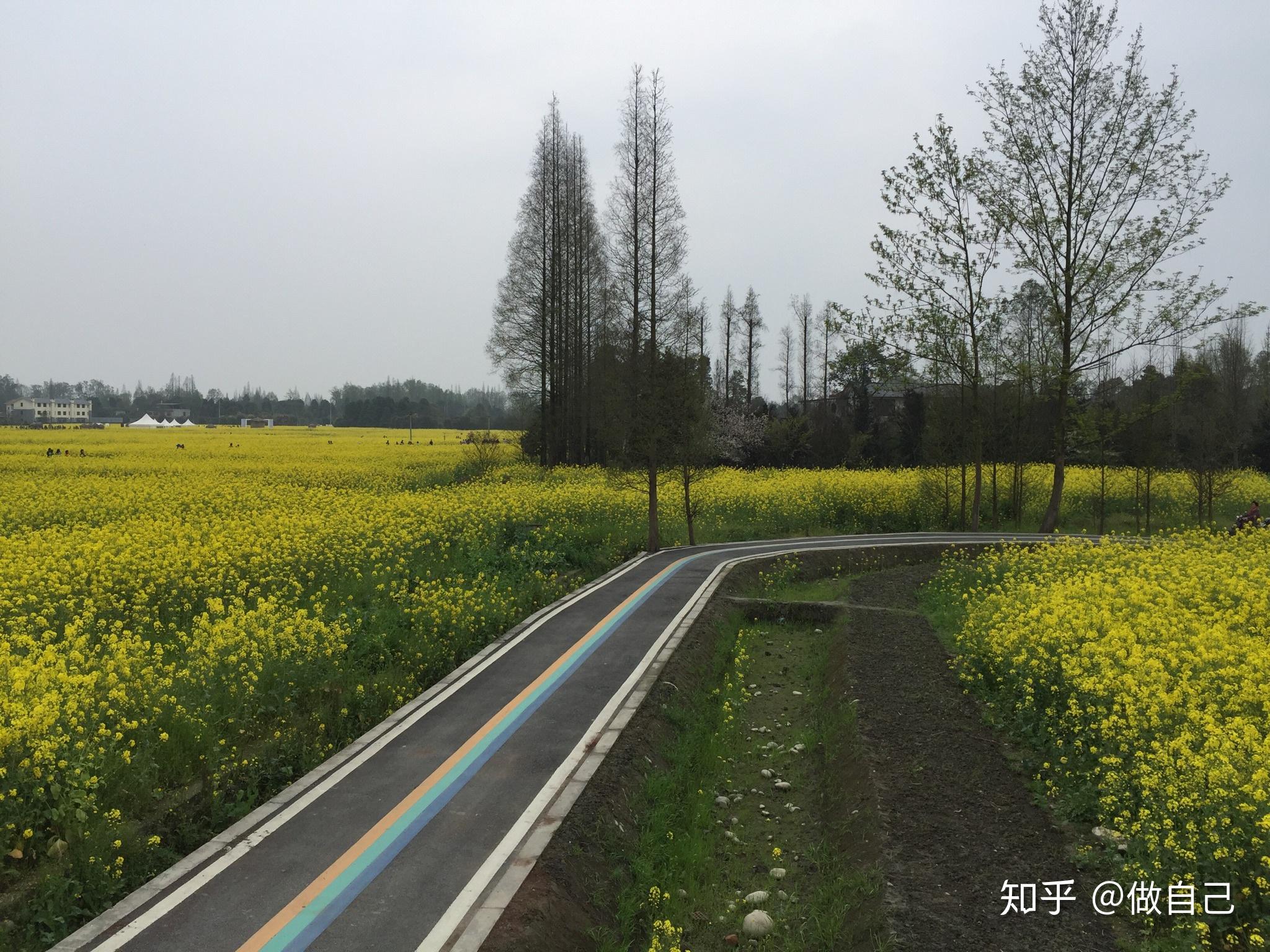 号称中国最美乡村公路成都崇州重庆路油菜花花