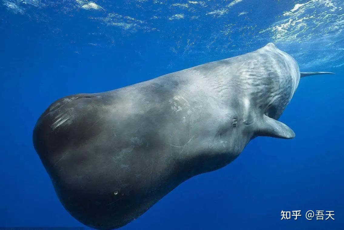 鲸爆到底有多可怕死亡鲸鱼惊现辽宁大连海滩会有龙涎香吗