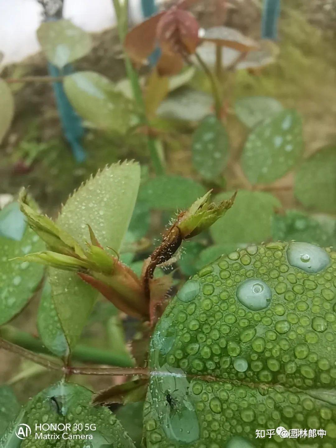 如何高效预防高杆月季灰霉病