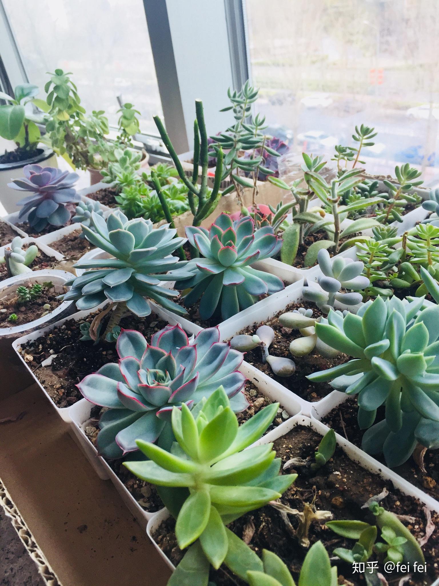多肉怎么栽种才好看 v2-16f9589c07465d4164799b930f8c29d1_r.jpg
