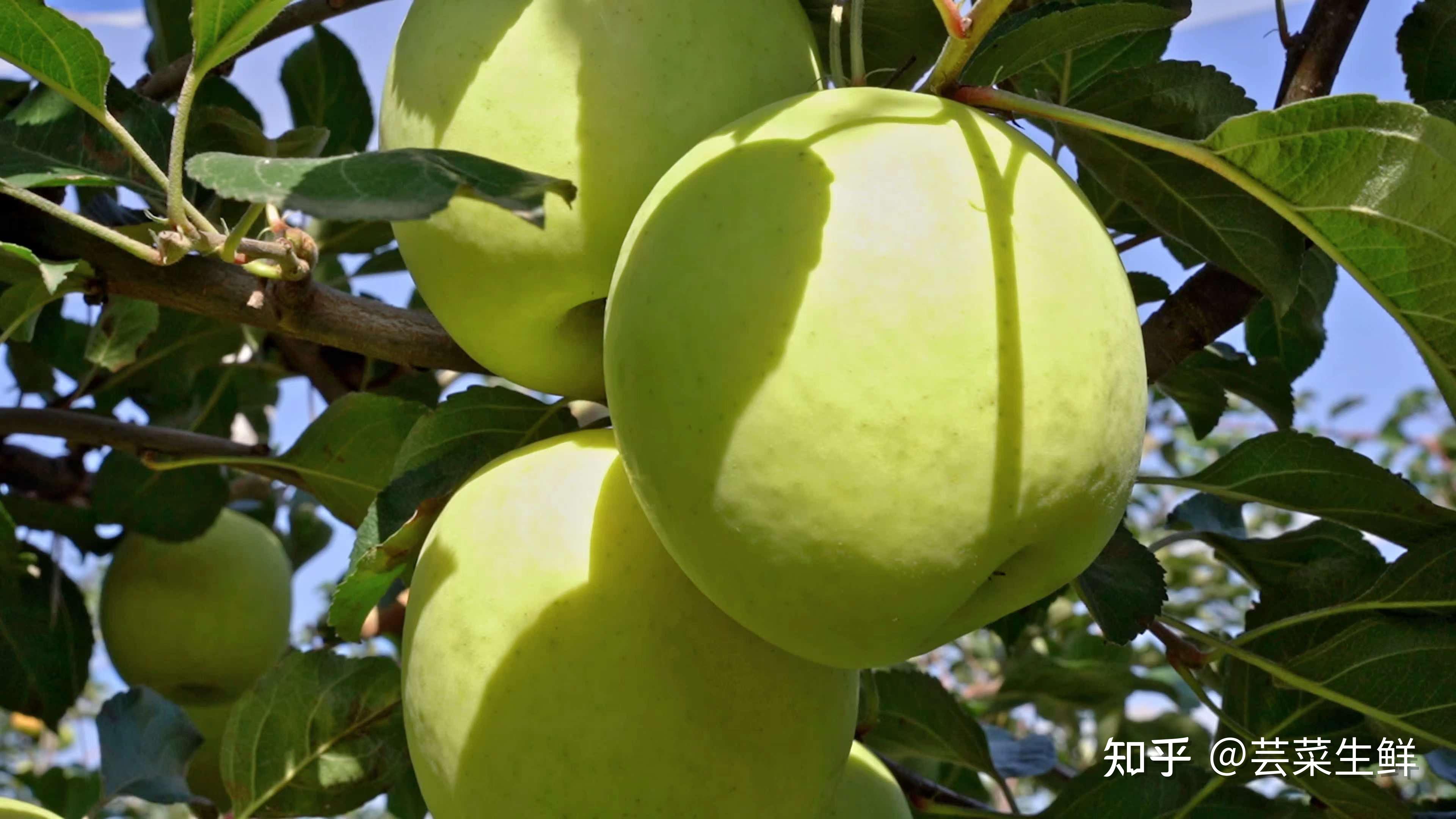 国产高端苹果之光—瑞雪,属于中国人自己的苹果,等你来品尝! - 知乎