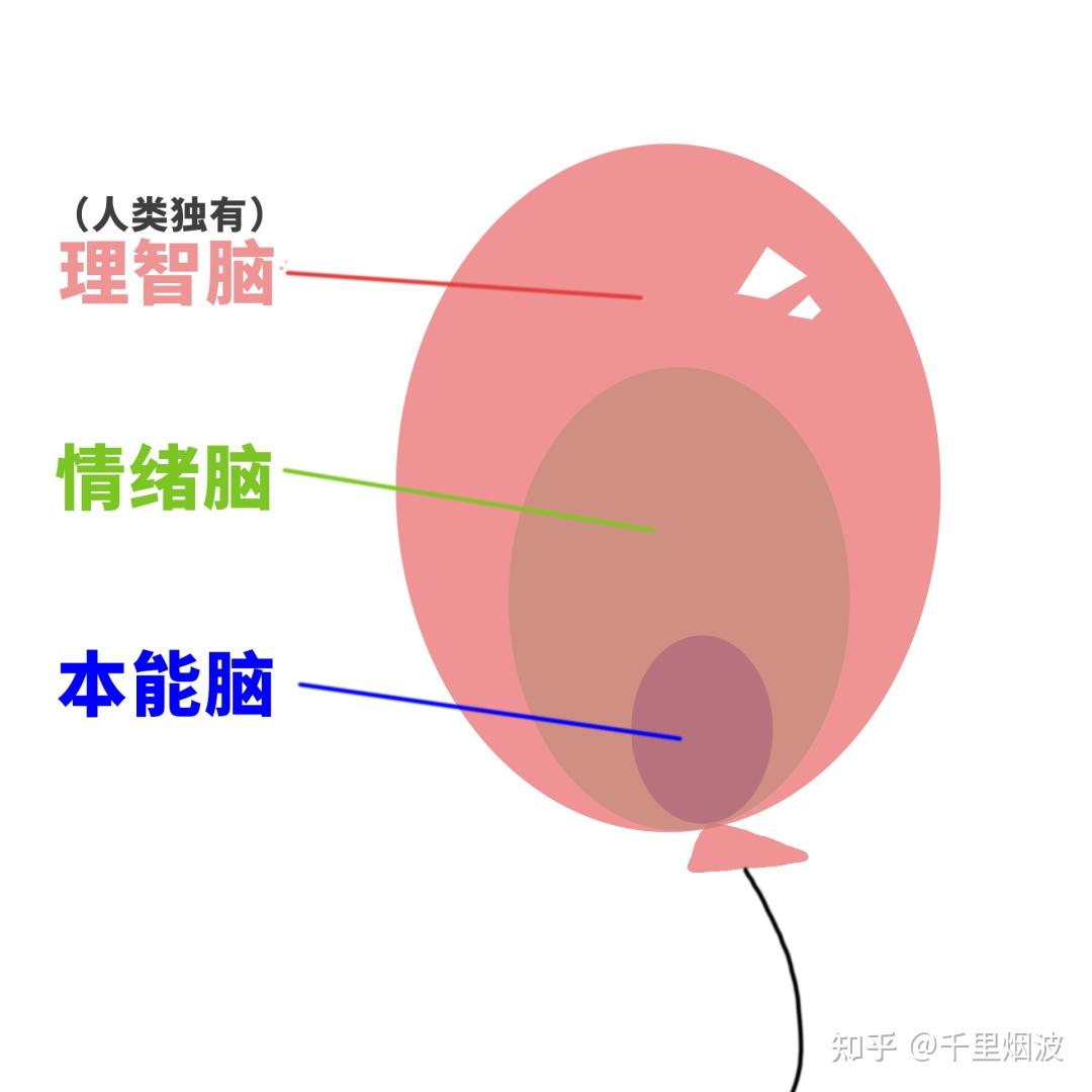 理智脑,情绪脑,本能脑在我们的大脑中,有着从内而外3重大脑,本能脑