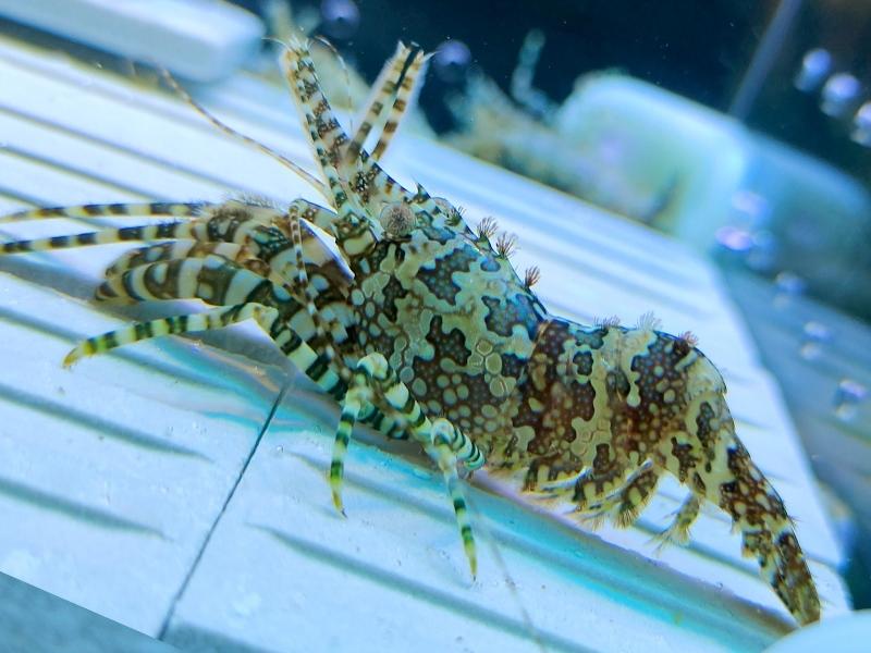 推荐角蝾螺角蝾螺除藻的牛眼螺有好几种,珊瑚缸应该选择