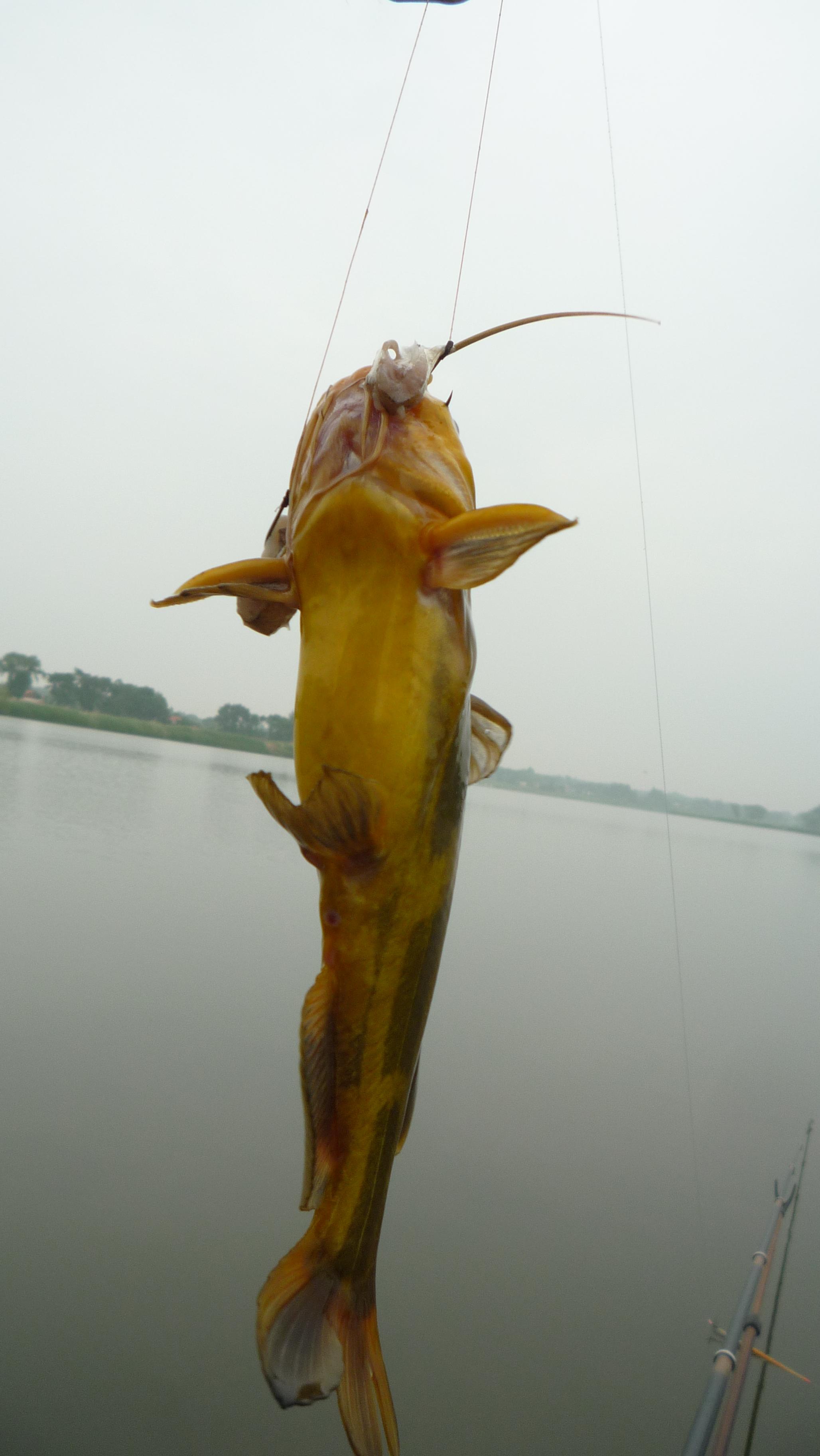 根據多年經驗我釣嘎魚和鯰魚的特效餌都是從水裡撈出來的