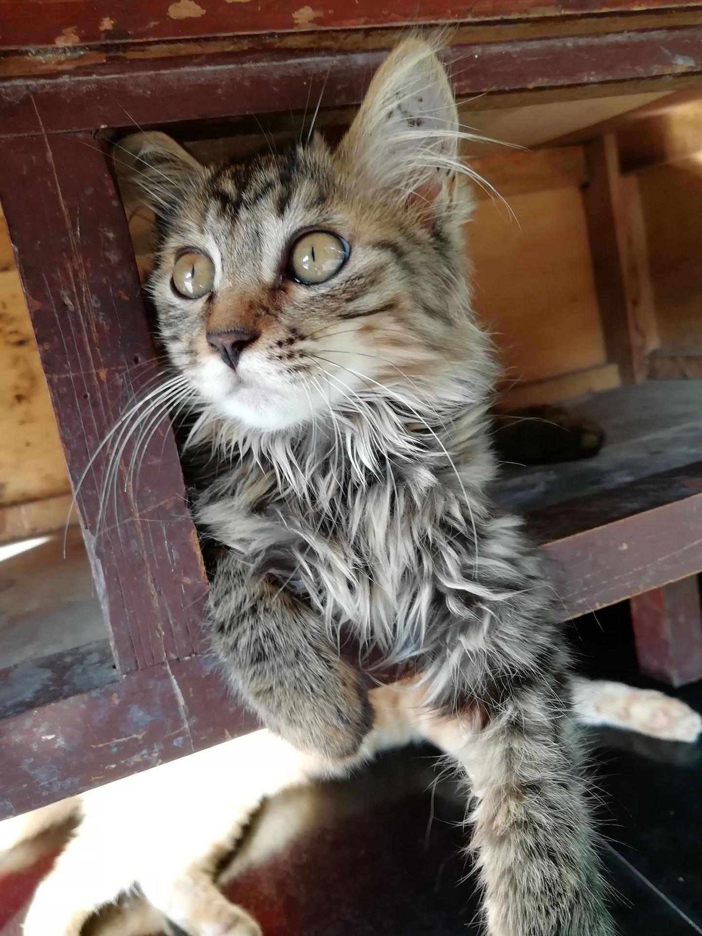 这是中外混血猫吗（狸花猫和波斯猫的混血）？ - 知乎