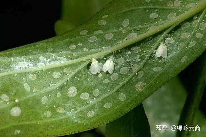 白螨虫图片植物图片