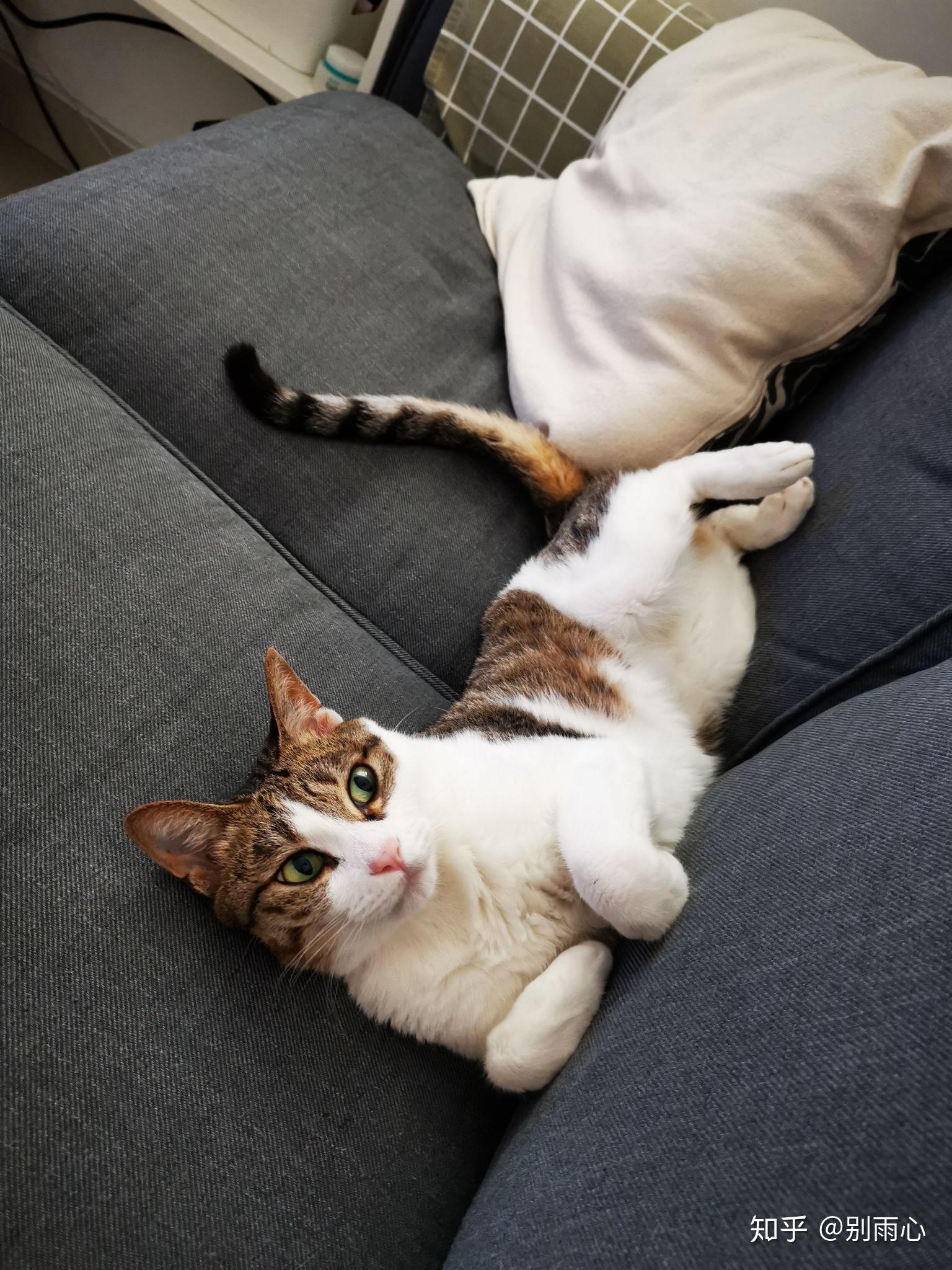 你有哪些家里猫咪的照片想要分享